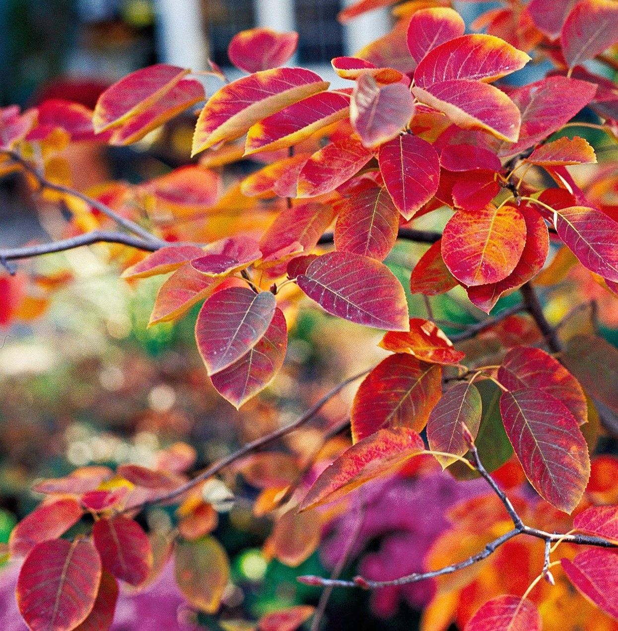 Amalanchier (Service Berry) Shrub