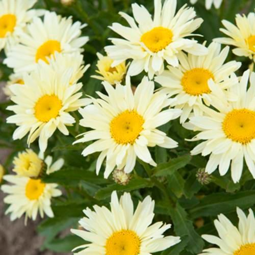 Bushes of yellow daisies with dark green foliage growing in a garden bed.