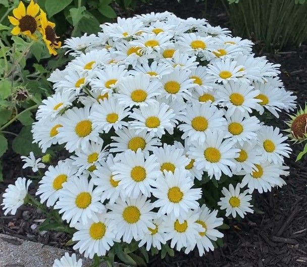 White daisy flowers with yellow centers clustered together.