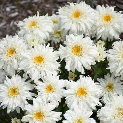 White chrysanthemum flowers in full bloom.