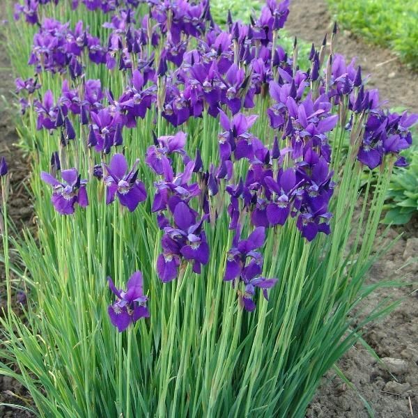 Purple iris flowers bloom in a garden, tall green stalks stand out.