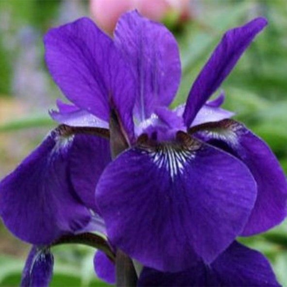 Purple allium flowers in bloom, with green stems and leaves in a garden bed.
