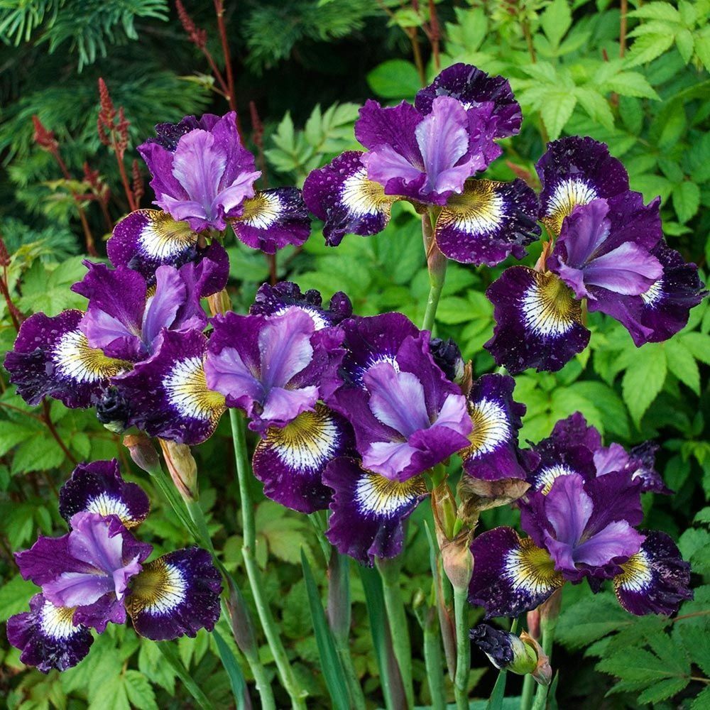 Purple iris flowers in a garden bed with tall, green leaves.