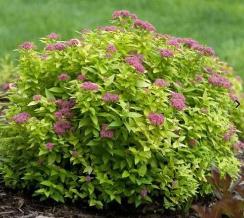 Rhododendron ‘PJM’