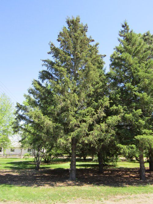 Black Hill Spruce