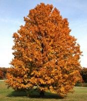 Sugar Maple
