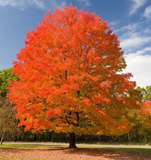 Sugar Maple