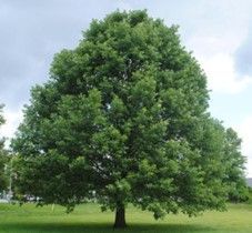 Swamp White Oak