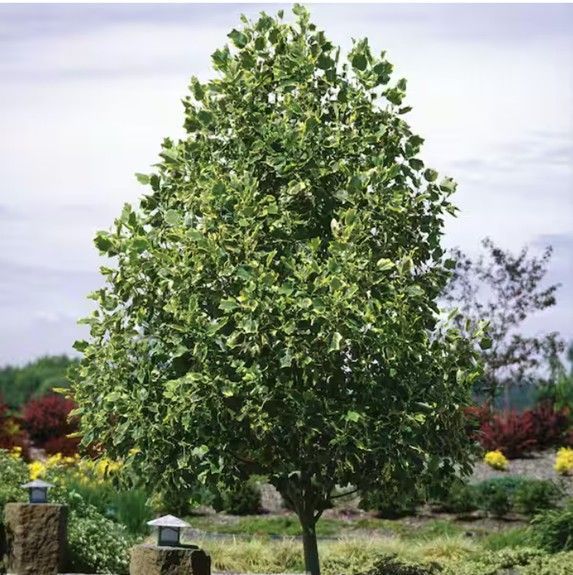 Alberta Spruce