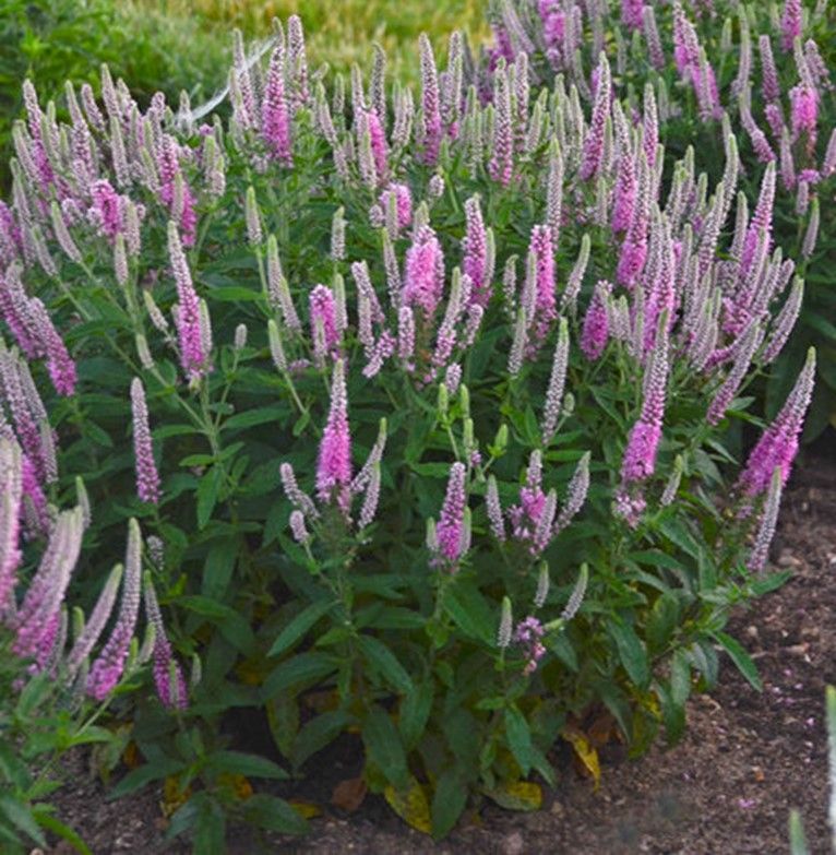 Purple allium flowers in bloom, with green stems and leaves in a garden bed.