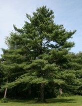 White Pine