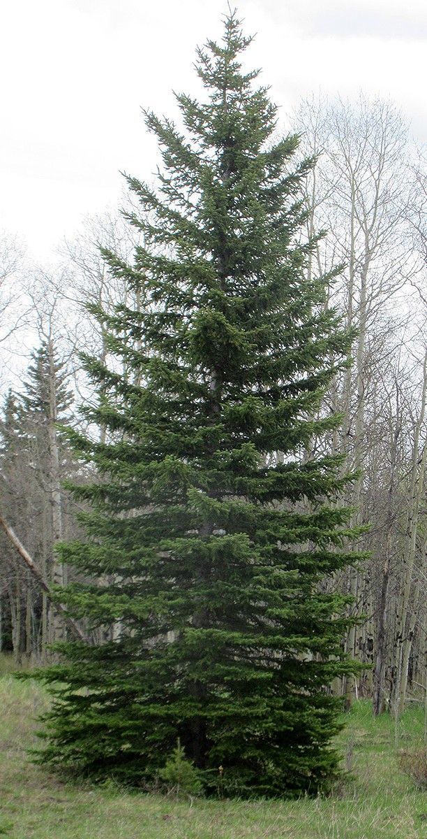 White Spruce
