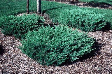 Juniper ‘Andorra’ 