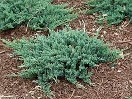 Juniper ‘Blue Chip’ 