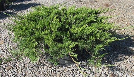 Juniper ‘Buffalo’ 