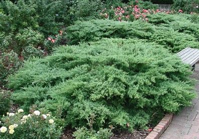Juniper ‘Compact Pfitzer’ 