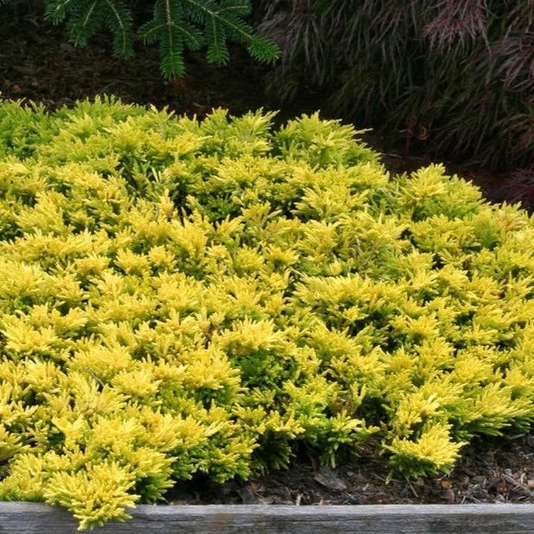 Juniper ‘Gold Coast’ 