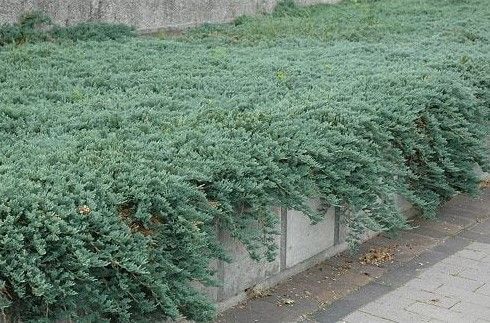 Juniper ‘Icee Blue’ 
