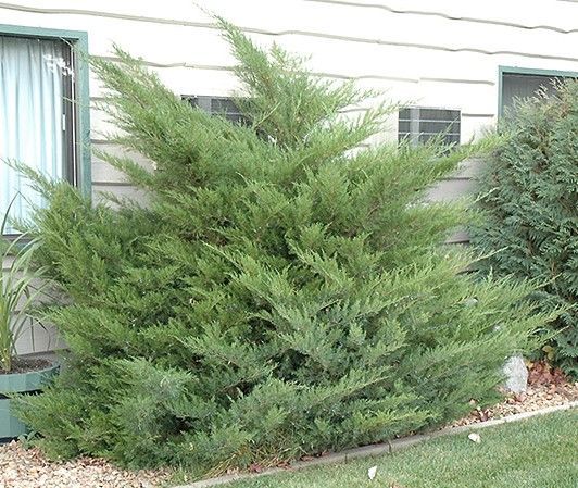 Juniper ‘Mint Julep’ 