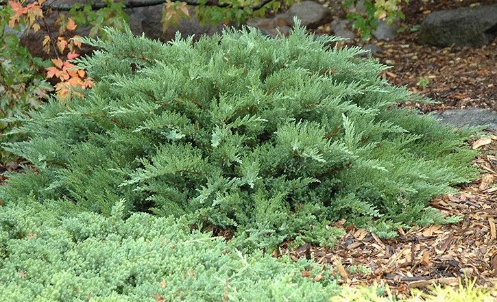 Juniper ‘Moordense’ 