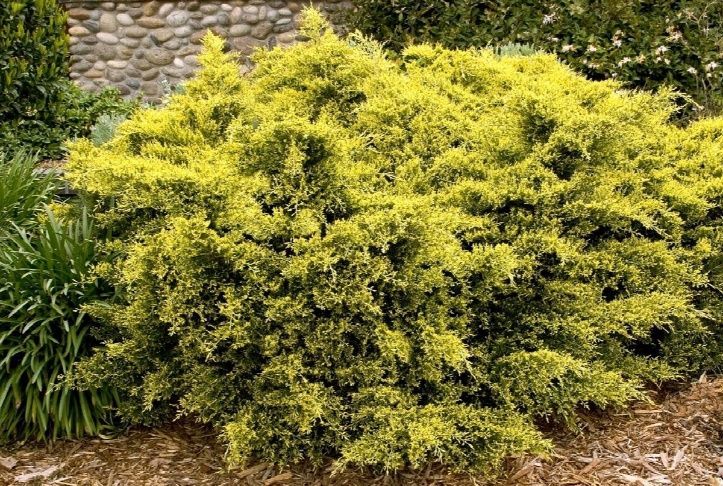 Juniper ‘Sea of Gold’