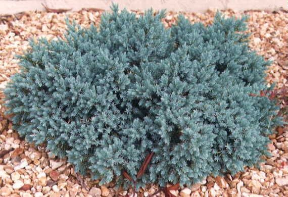 Juniper ‘Blue Star’ 