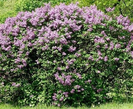 French Lilac 