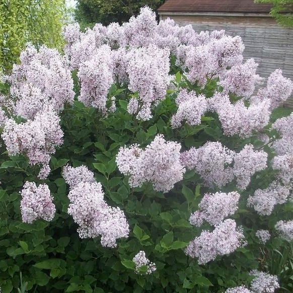 Lilac ‘Miss Kim’ 