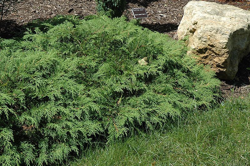 Microbiota decussata (Russian Cypress, Russian Arborvitae) 