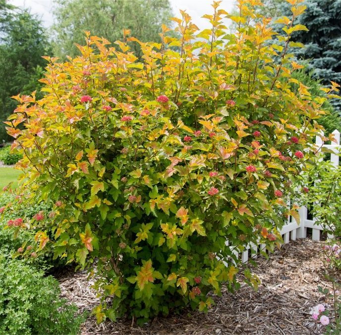 Ninebark ‘Amber Jubilee’ 