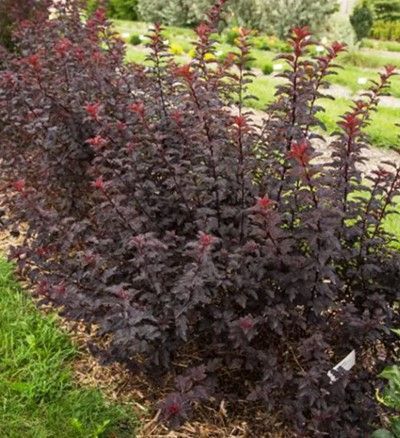 Ninebark ‘Fireside’ 