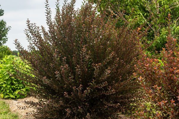 Ninebark ‘Little Devil’ 