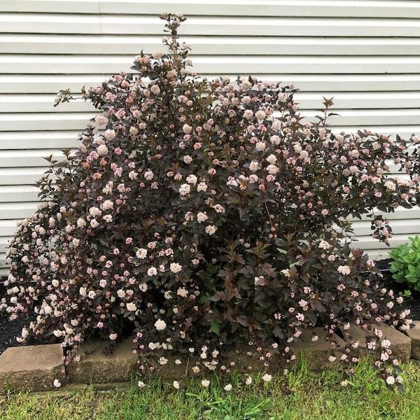 Ninebark ‘Summer Wine’ 