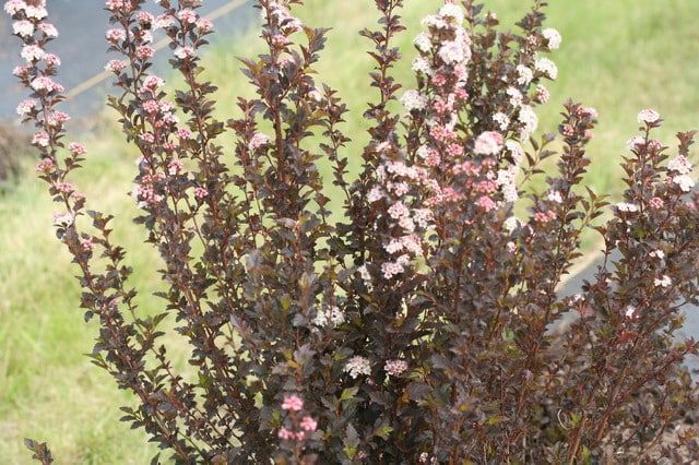 Ninebark ‘Tiny Wine’ 