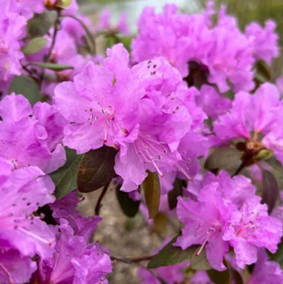 Rhododendron ‘PJM’ 