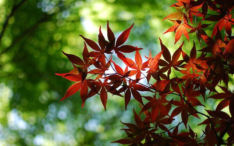 Red maple leaves against a blurred green background, illuminated by sunlight.