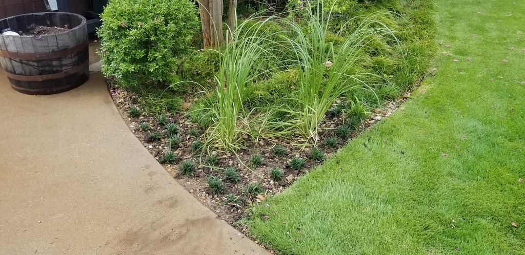 A corner of a lush green lawn with a barrel in the background.