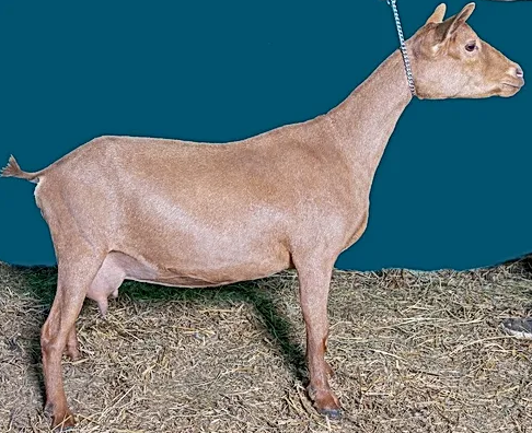Valley of the Goats | Nigerian Dwarf Goats | BodyShops SF Sedum
