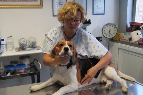 dottoressa con cane bianco nero e beige