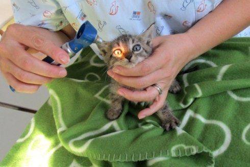 controllo occhi gattino