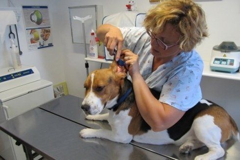 controllo pulci cane