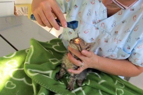 controllo occhi del gattino