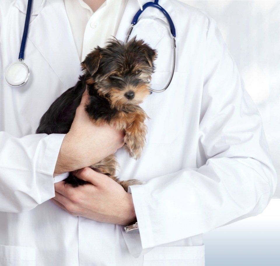 cagnolino con dottore