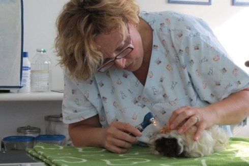 dottoressa controllo zampe