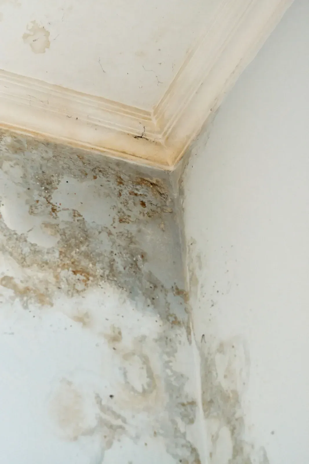 Mold and water damage on a white wall and ceiling corner. Brown and gray discoloration is present.
