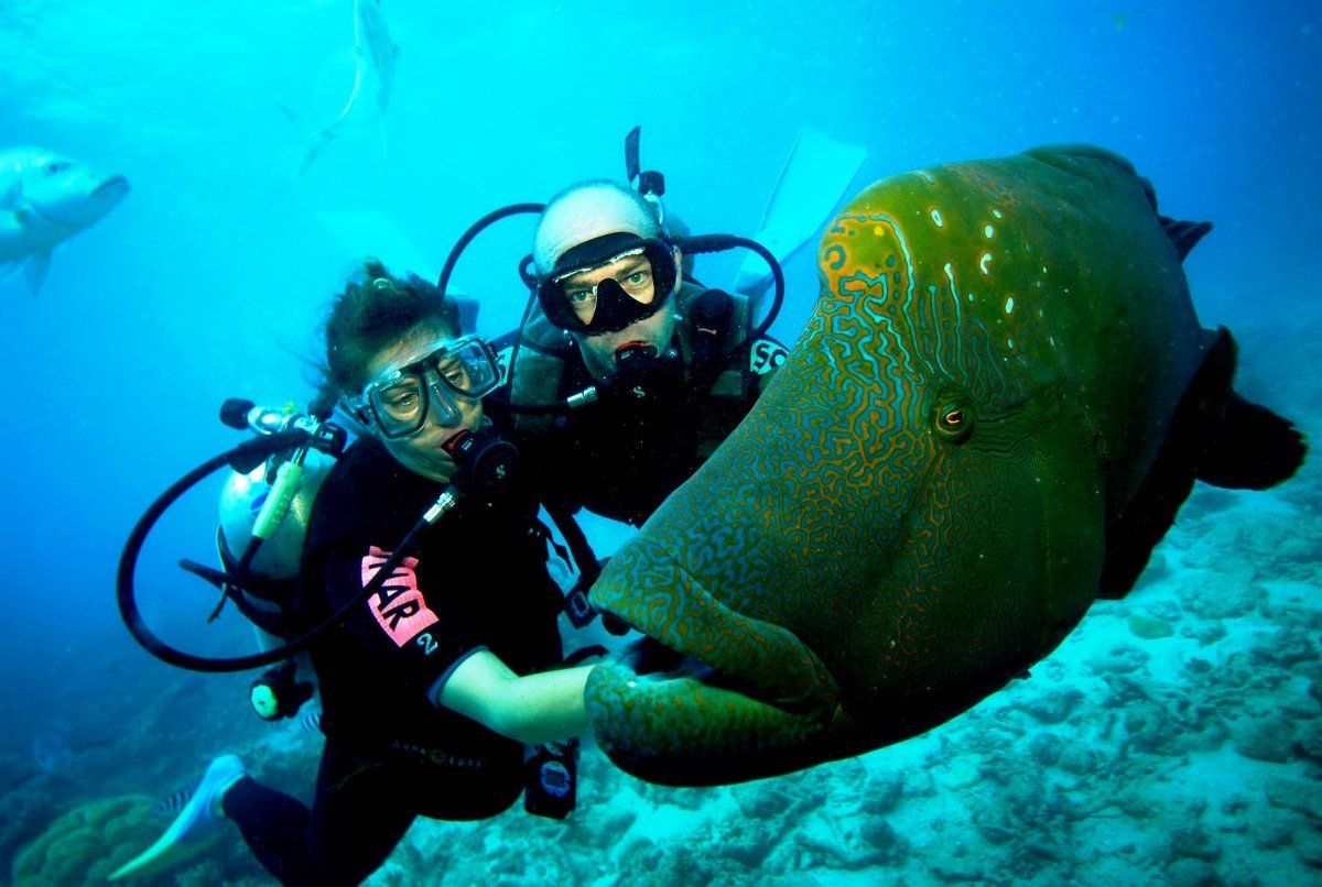 Two Divers Encountered a Massive Fish Underwater — Adventure Cairns & Beyond in Cairns City, QLD