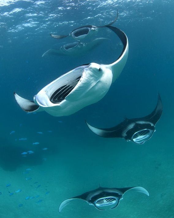 Group of Manta Rays Spotted During Migration — Adventure Cairns & Beyond in Cairns City, QLD