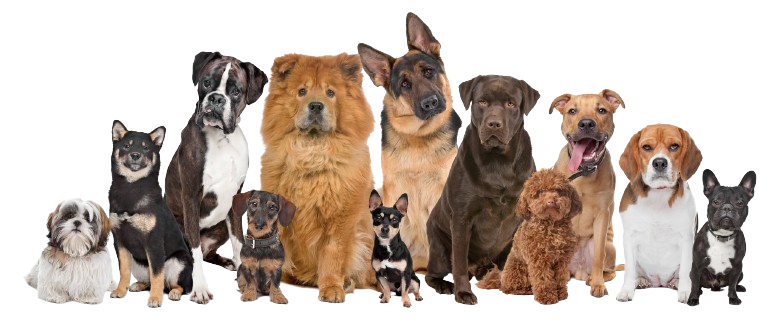 A group of dogs of different breeds are sitting next to each other on a white background.