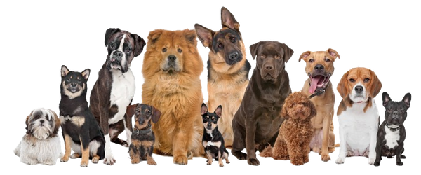 A group of dogs of different breeds are sitting next to each other on a white background. A group of dogs of different breeds are sitting next to each other on a white background.