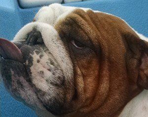 A close up of a brown and white bulldog with its tongue hanging out.